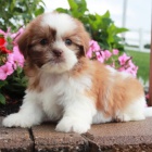 Prod�m �t��ata SHIH TZU