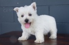 Prodm mini tata West Highland White Terriers