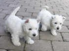 Prod�m zdrav� a od�erven� mini �t���tka West Highland White Terriers