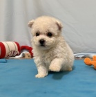 Prod�m �t��ata bi�onka.