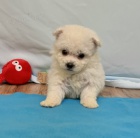 Prod�m �t��ata bi�onka.