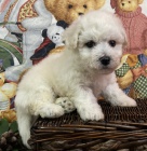 Prod�m o�kovan� a od�erven� �t��ata bi�onka.