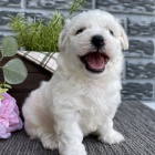 Prod�m o�kovan� a od�erven� �t��ata bi�onka.