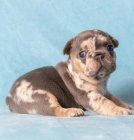 �t��ata francouzsk�ho buldo�ka.