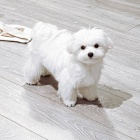 Drobn� maltsk� �t��ata.