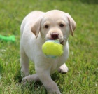 Registrovan� �t��ata labradorsk�ho retr�vra.