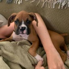 Registrovan� �t��ata KC Boxer.