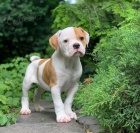 Amerika buldo�� �t��ata.