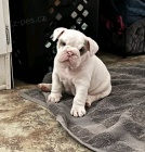 �t��ata anglick�ho buldoka.