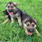 KC �t��ata n�meck�ho ov��ka.