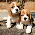 Ohromuj�c� �t��ata Beagle.
