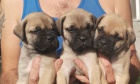 Bullmastiff �t��ata