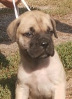 Bullmastiff �t��ata
