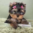 �t��ata Yorkshirsk�ho teri�ra.