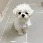 Maltsk� �t��ata.