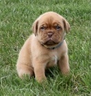 zdrav� a o�kovan� �t��ata bordeauxsk� dogy k adopci