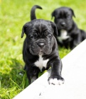 Rodokmen �t��ata Cane Corso.