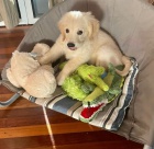 �t��ata zlat�ho retr�vra.