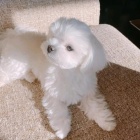 Maltsk� �t��ata.