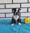 Registrovan� �t��ata Boston teri�ra.