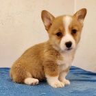 Prodm tata Pembroke Welsh Corgi.