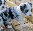 �t��ata border kolie.