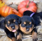 �t��ata rottweiler�.