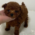 �t��ata pudl�.