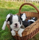 Champagne Boston teri�r �t��ata.