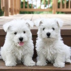 Kr�sn� �t��ata West Highland White Terrier.