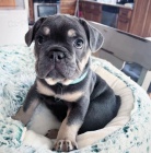 Hrav� �t��ata francouzsk�ho buldoka.