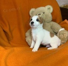 Hrav� �t��ata Jack Russell teri�ra.
