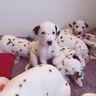 Kr�sn� dalmatsk� �t��ata.