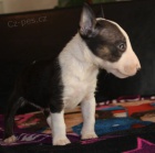 Mini bulteri�r �t��ata