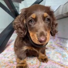 Prod�m o�kovan� a od�erven� �t��ata jezev��k�