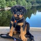 Kr�sn� �t��ata rottweiler�.