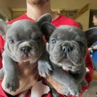 N�dhern� �t��ata francouzsk�ho buldo�ka.