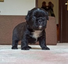 FLUFFY francouzsk� buldo�ek