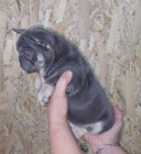 Exoti�t� buldoci