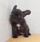 Exoti�t� buldoci