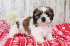 Prod�m o�kovan�, od�erven� a zdrav� �t��ata SHIH TZU.    