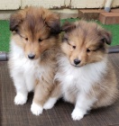 Prod�m kr�sn� a o�kovan� �t���tka Sheltie.