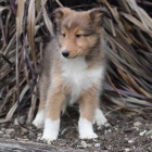 Zdrav�m, prod�m od�erven� a o�kovan� �t��ata Sheltie.