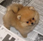 Pomeranian tata k adopci. 