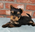 �t��ata jork��rsk�ho teri�ra