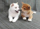 Kr�sn� �t���tka Shiba Inu