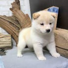 Kr�sn� �t���tka Shiba Inu