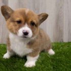 Prod�m �istokrevn� �t�n� Pembroke Welsh Corgi