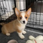 �t��ata welsh corgi pembroke na prodej pobl� m�