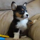 �t��ata welsh corgi pembroke na prodej pobl� m�